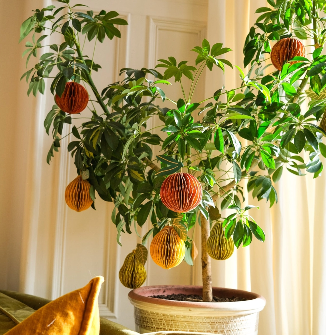 Orange Decoration